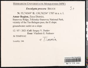 Encalypta procera Bruch, Bryophytes, Bryophytes - Russian Far East (excl. Chukotka & Kamchatka) (B20) (Russia)