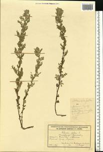 Artemisia pontica L., Eastern Europe, Volga-Kama region (E7) (Russia)