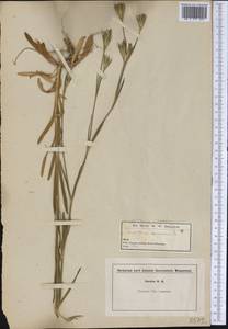 Dianthus armeria L., America (AMER) (United States)