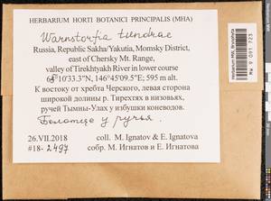 Sarmentypnum tundrae (Arnell) Hedenäs, Bryophytes, Bryophytes - Yakutia (B19) (Russia)