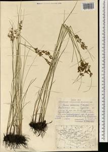 Juncus orchonicus Novikov, Mongolia (MONG) (Mongolia)