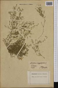 Arenaria serpyllifolia L., Western Europe (EUR) (Germany)
