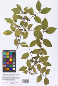 Lonicera xylosteum L., Eastern Europe, Moscow region (E4a) (Russia)