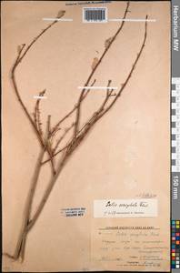 Salix bebbiana Sarg., Middle Asia, Northern & Central Kazakhstan (M10) (Kazakhstan)