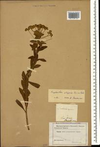 Euphorbia stepposa Zoz ex Prokh., Caucasus (no precise locality) (K0)