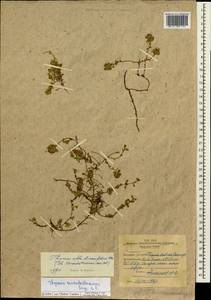 Thymus reverdattoanus Serg., Siberia, Western Siberia (S1) (Russia)