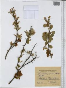 Chaenomeles japonica (Thunb.) Lindl. ex Spach, Eastern Europe, Moscow region (E4a) (Russia)