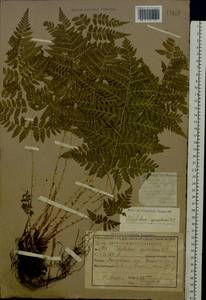 Dryopteris carthusiana (Vill.) H. P. Fuchs, Eastern Europe, Central region (E4) (Russia)