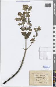 Salvia spinosa L., Middle Asia, Western Tian Shan & Karatau (M3) (Uzbekistan)