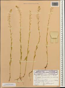 Neslia paniculata (L.) Desv., Caucasus, Azerbaijan (K6) (Azerbaijan)