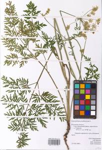 Silphiodaucus prutenicus subsp. prutenicus, Eastern Europe, Central region (E4) (Russia)