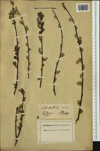 Salix aurita L., Western Europe (EUR) (Germany)