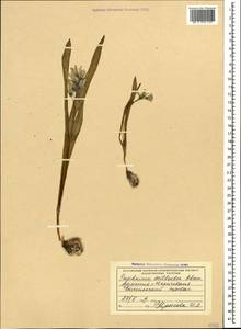 Puschkinia scilloides Adams, Caucasus, Armenia (K5) (Armenia)