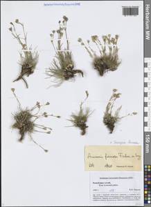 Eremogone formosa (Fisch. ex Ser.) Fenzl, Siberia, Altai & Sayany Mountains (S2) (Russia)