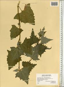 Atriplex sagittata Borkh., Eastern Europe, Central forest-and-steppe region (E6) (Russia)