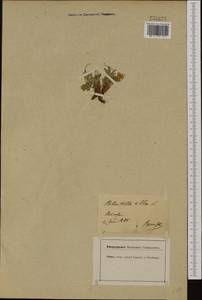 Potentilla alba L., Western Europe (EUR) (Germany)
