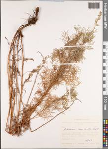 Artemisia macrantha Ledeb., Siberia, Western Siberia (S1) (Russia)