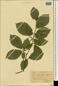 Fagus sylvatica L., Crimea (KRYM) (Russia)