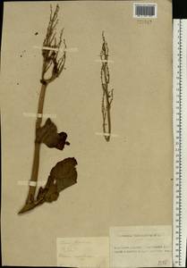 Rheum rhaponticum L., Siberia, Altai & Sayany Mountains (S2) (Russia)