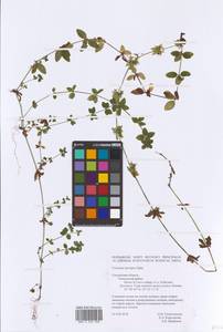 Cruciata laevipes Opiz, Eastern Europe, Western region (E3) (Russia)