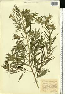 Artemisia dubia Wall. ex Besser, Eastern Europe, Central forest region (E5) (Russia)