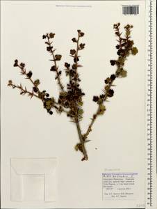 Ribes uva-crispa, Caucasus, Stavropol Krai, Karachay-Cherkessia & Kabardino-Balkaria (K1b) (Russia)