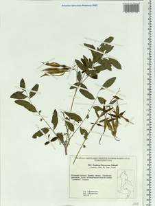 Sophora flavescens Aiton, Siberia, Russian Far East (S6) (Russia)