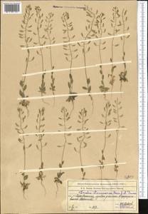 Draba stenocarpa Hook. fil. & Thomson, Middle Asia, Western Tian Shan & Karatau (M3) (Kazakhstan)