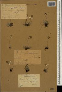 Omalotheca supina (L.) DC., Caucasus, Krasnodar Krai & Adygea (K1a) (Russia)