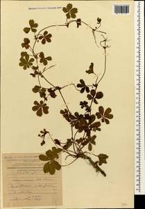 Potentilla reptans L., Caucasus, Azerbaijan (K6) (Azerbaijan)