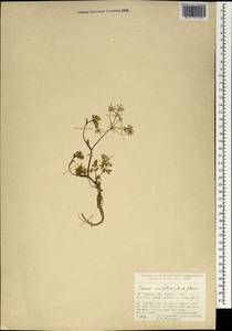 Carum meifolium (M. Bieb.) Boiss., South Asia, South Asia (Asia outside ex-Soviet states and Mongolia) (ASIA) (Turkey)