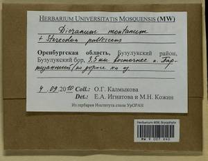 Orthodicranum montanum (Hedw.) Loeske, Bryophytes, Bryophytes - South Urals (B14) (Russia)