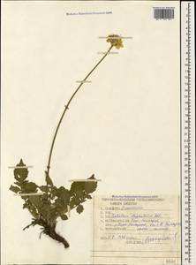 Cephalaria dagestanica Bobrov, Caucasus, Stavropol Krai, Karachay-Cherkessia & Kabardino-Balkaria (K1b) (Russia)