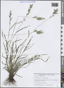 Bromus hordeaceus L., Eastern Europe, Belarus (E3a) (Belarus)