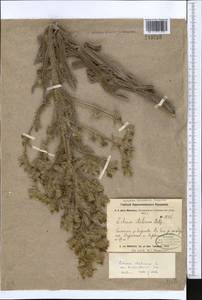 Echium italicum, Middle Asia, Western Tian Shan & Karatau (M3) (Uzbekistan)