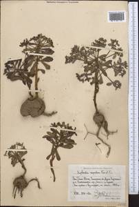 Euphorbia rapulum Kar. & Kir., Middle Asia, Western Tian Shan & Karatau (M3) (Uzbekistan)