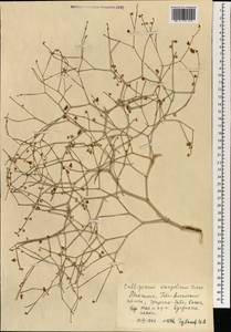 Calligonum mongolicum Turcz., Mongolia (MONG) (Mongolia)