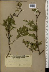 Chrysojasminum fruticans (L.) Banfi, Caucasus, Azerbaijan (K6) (Azerbaijan)