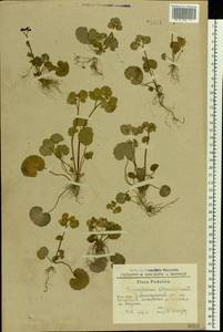 Chrysosplenium alternifolium L., Eastern Europe, South Ukrainian region (E12) (Ukraine)