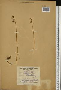 Epipogium aphyllum Sw., Eastern Europe, Northern region (E1) (Russia)