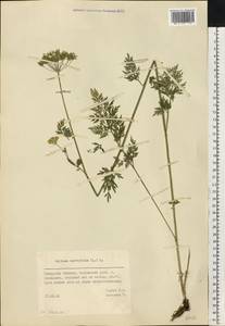 Selinum carvifolia (L.) L., Eastern Europe, Middle Volga region (E8) (Russia)
