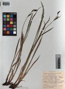 KUZ 003 196, Carex orbicularis Boott, Siberia, Altai & Sayany Mountains (S2) (Russia)