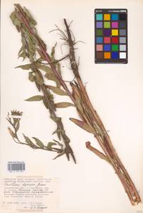 Oenothera villosa Thunb., Eastern Europe, Middle Volga region (E8) (Russia)