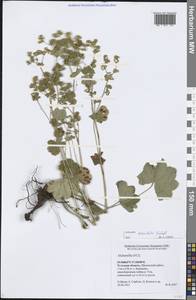 Alchemilla breviloba H.Lindb., Eastern Europe, Central region (E4) (Russia)