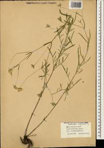 Lomelosia argentea (L.) Greuter & Burdet, Caucasus, Dagestan (K2) (Russia)