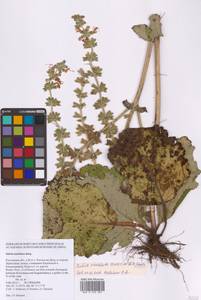 Salvia revelata Mátis & A.Z.Szabó, Eastern Europe, Rostov Oblast (E12a) (Russia)