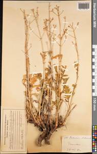 Patrinia intermedia (Hornem.) Roem. & Schult., Middle Asia, Western Tian Shan & Karatau (M3) (Kazakhstan)