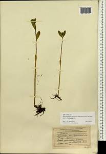 Hylotelephium pallescens (Freyn) H. Ohba, Siberia, Russian Far East (S6) (Russia)