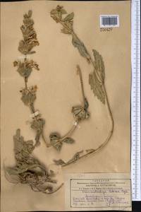 Phlomoides labiosa (Bunge) Adylov, Kamelin & Makhm., Middle Asia, Kopet Dag, Badkhyz, Small & Great Balkhan (M1) (Turkmenistan)