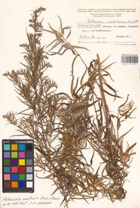 Artemisia umbrosa Turcz. ex DC., Eastern Europe, Moscow region (E4a) (Russia)